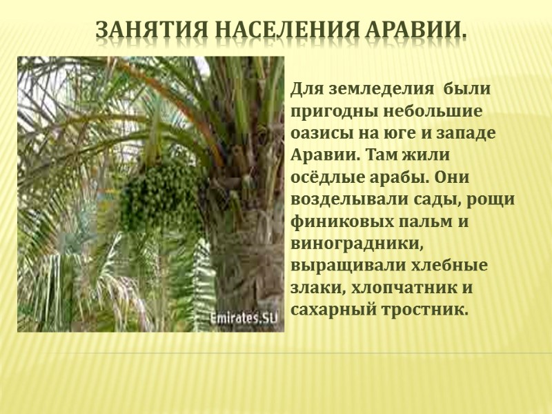 Занятия населения Аравии.  Для земледелия  были пригодны небольшие оазисы на юге и